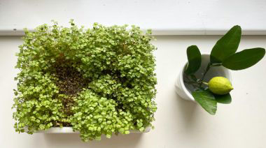 garnishing-instructions-image